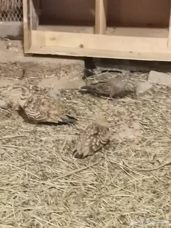 عاجل. وز عراقي وحجل وقطا وقمري... 6
