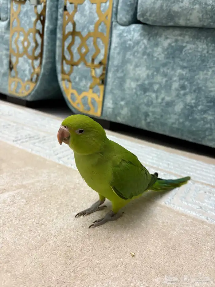 ببغاء دره 1