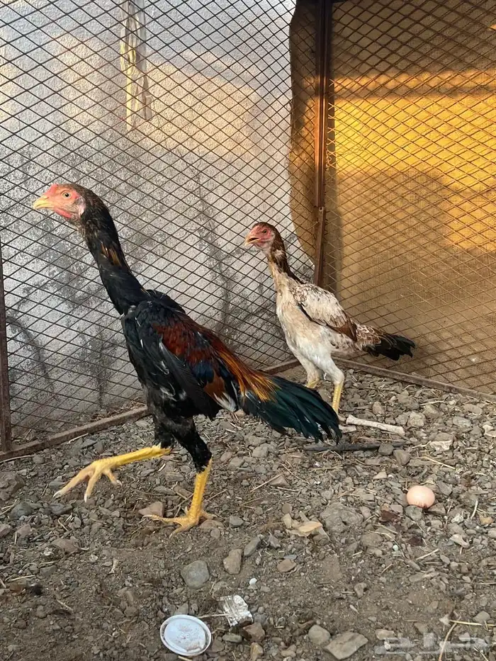 دجاج شامو ياباني 26