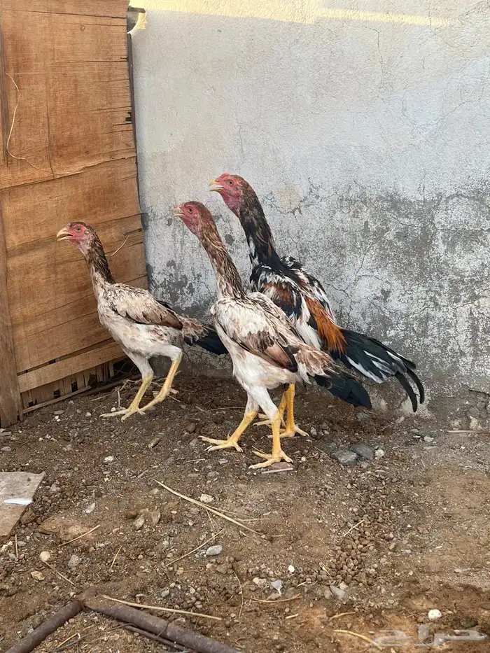 دجاج شامو ياباني 15