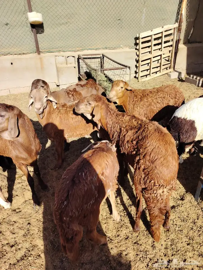 ذبايح سواكني فاخرة 1