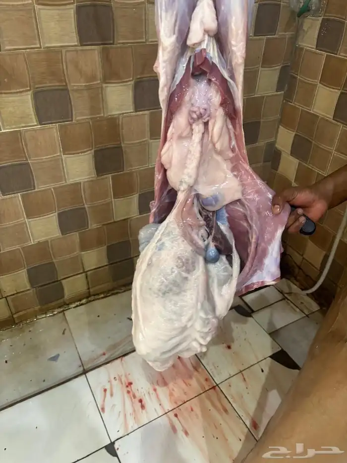 خرفان ورخال وتيوس بلديه 0