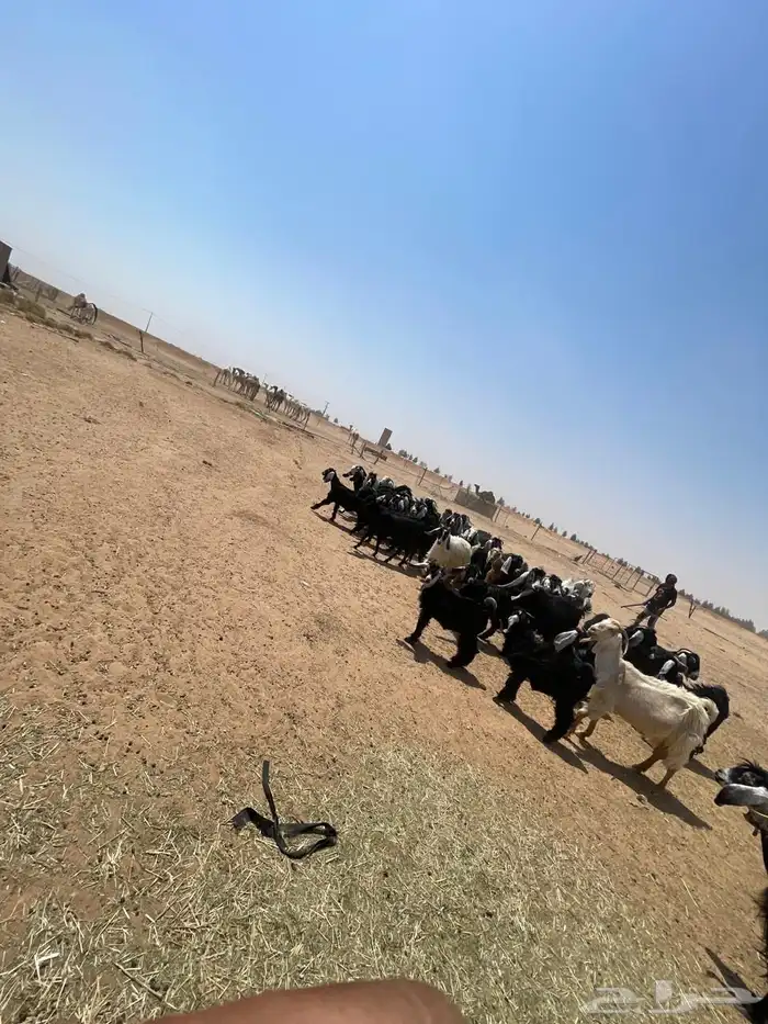 معزا عوارض زينه للقناي 2