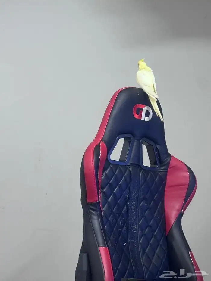 كروان ضايع الموقع البدايع حي الخليج الطير اول ماتناديه يجيك 5