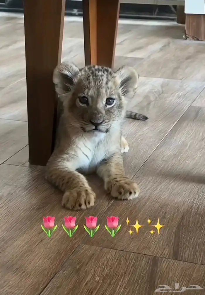 ابي نمر صغير للتبني 0