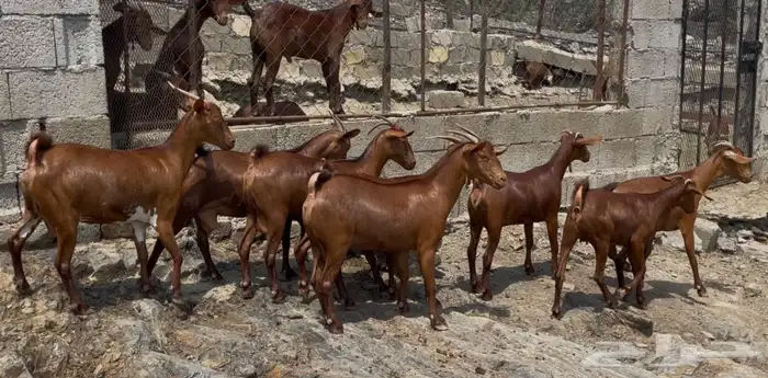 معزا دهم صنف الصنف ماشاء الله تم البيع 9