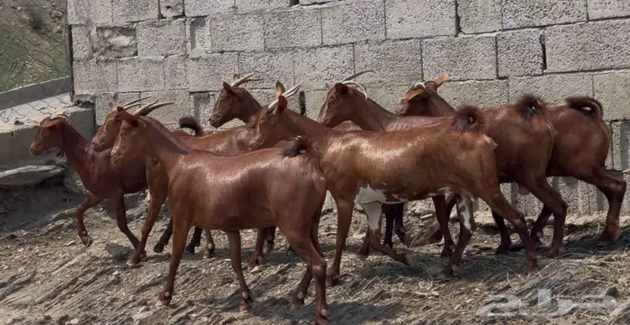 معزا دهم صنف الصنف ماشاء الله تم البيع 10