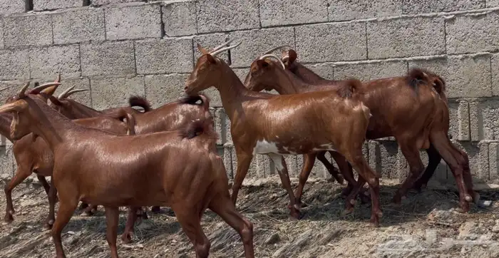 معزا دهم صنف الصنف ماشاء الله تم البيع 11