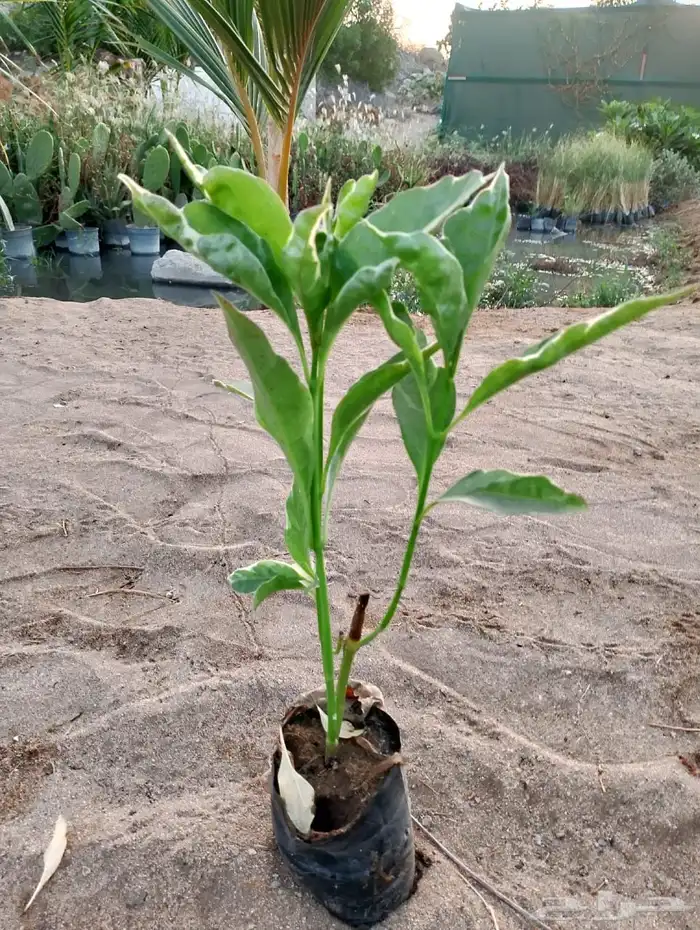 جميع انواع الأشجار متوفرة بالجملة   تأسس مشاتل  حدايق خاص 13