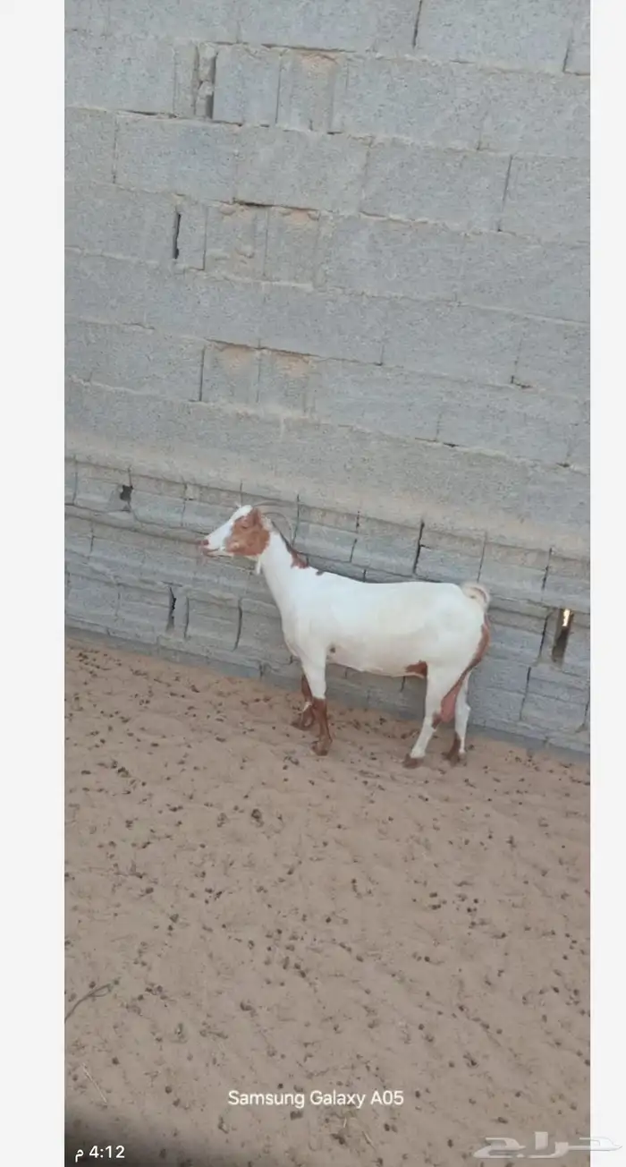 عنز للبيع 4