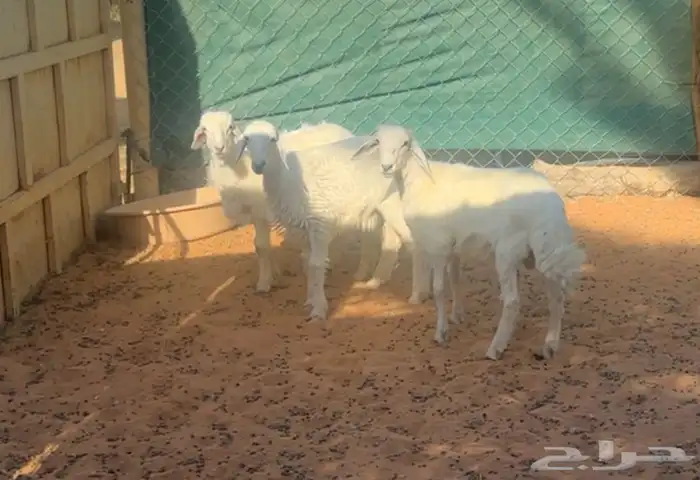 بهم حريات للبيع 1