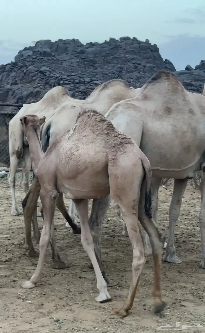 قعود للبيع 3