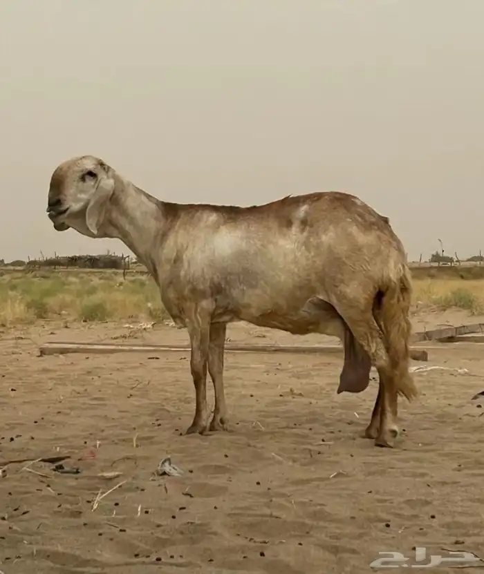 مشروع فحل درماني صنف الصنف 1