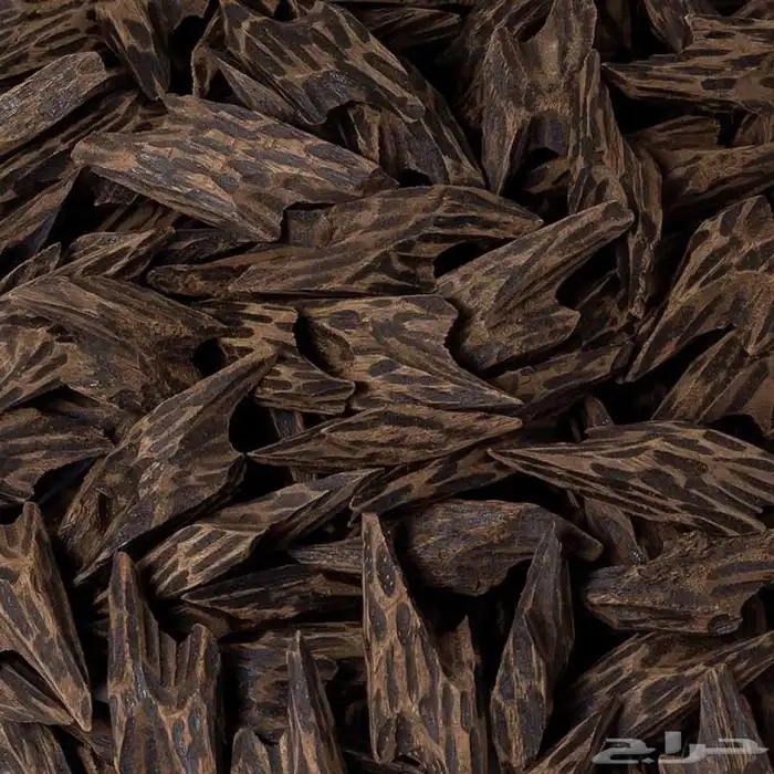 عرض عودة تايجر 3 اوقيات 120 ريال 1