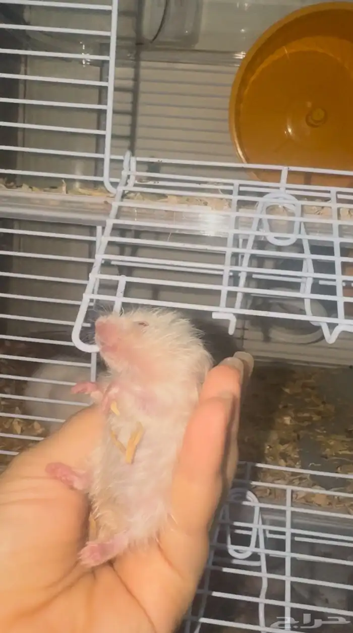 زوج هامستر روسي ابيض عيون حمر مع بيت3 دور 9