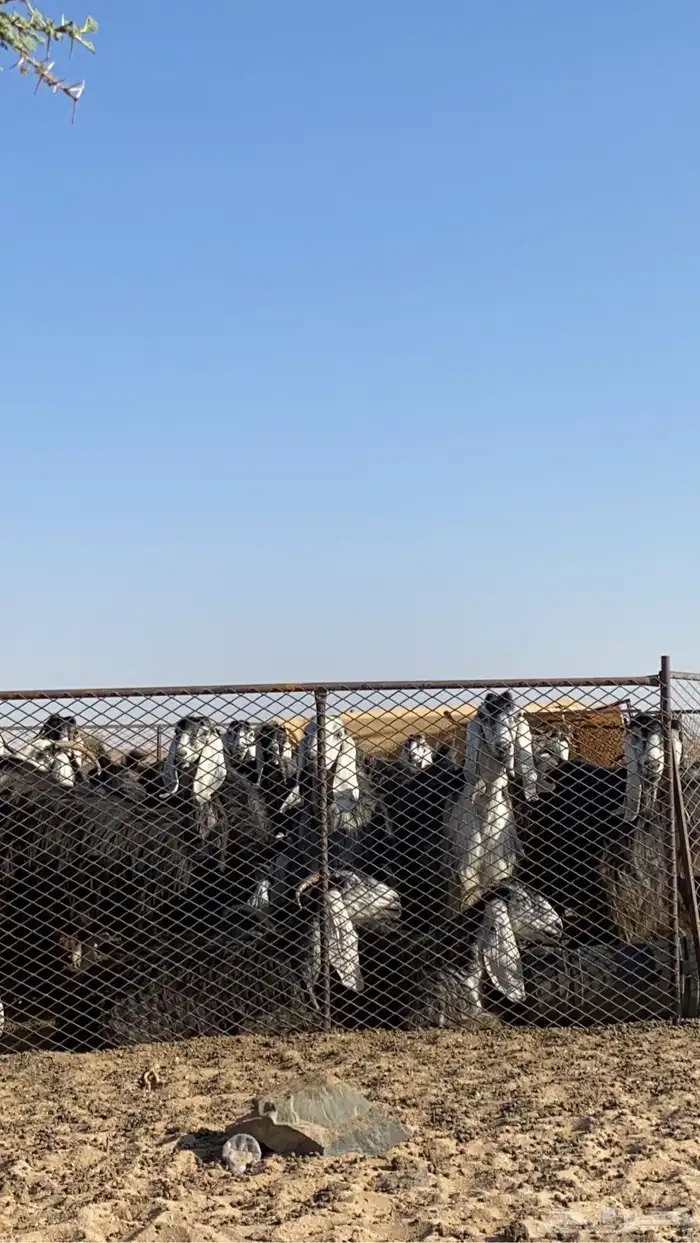 للبيع معزاء العدد حول الاربعين دفيع 0