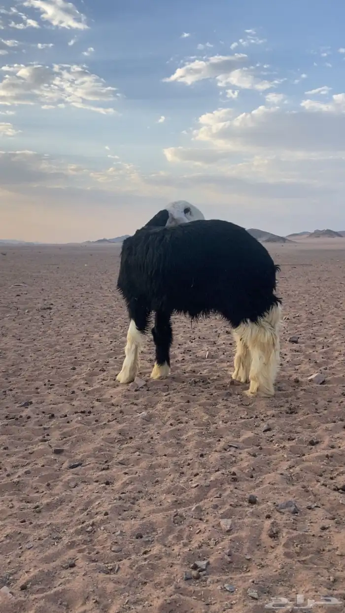 طلي مشروع فحل 3