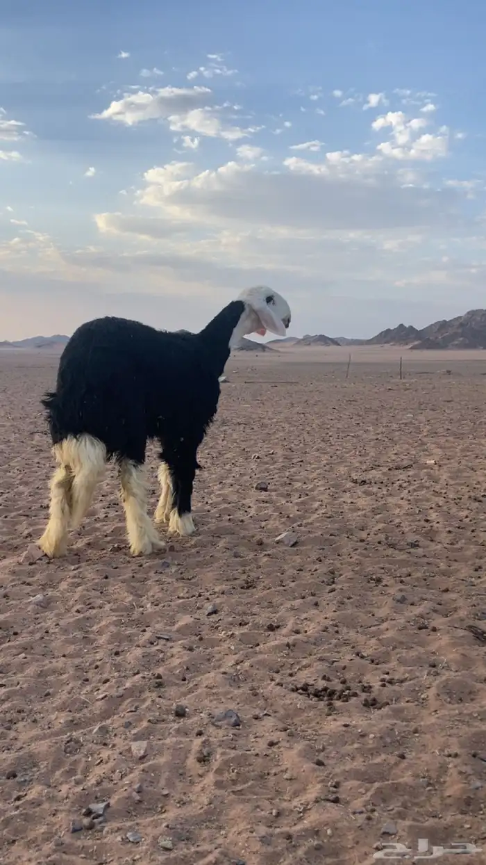 طلي مشروع فحل 1