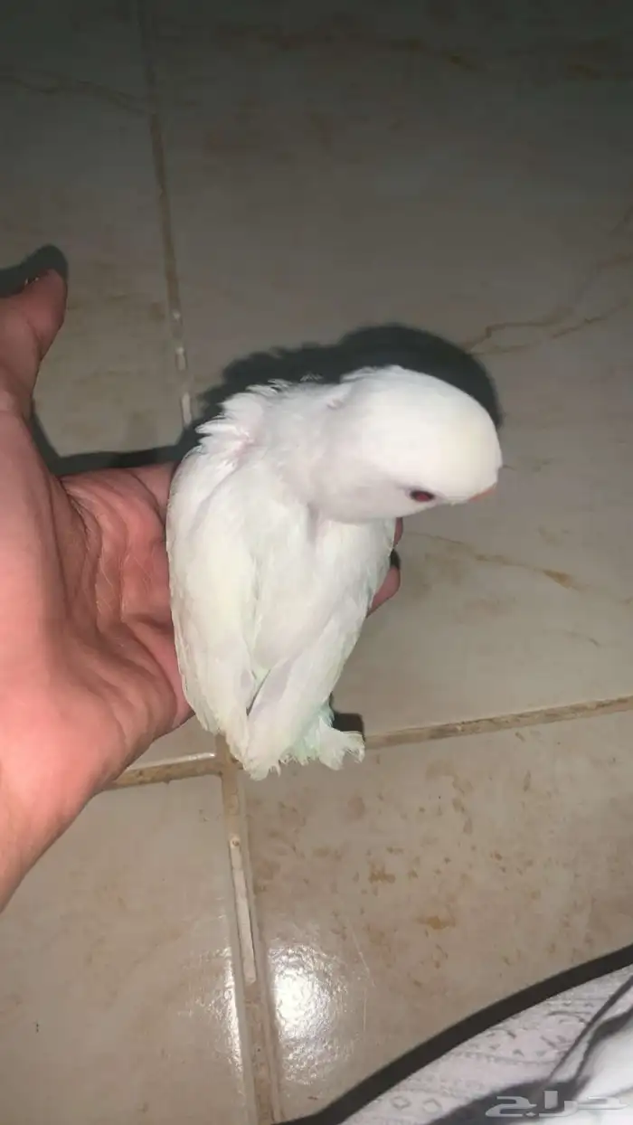فرخ روز البينو اليف و نشبه عيون حمر غر 0