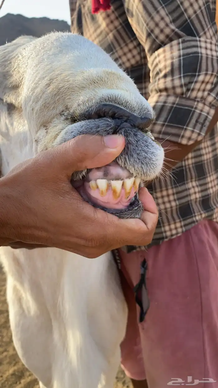 طلي فحل حري صنف الصنف 3