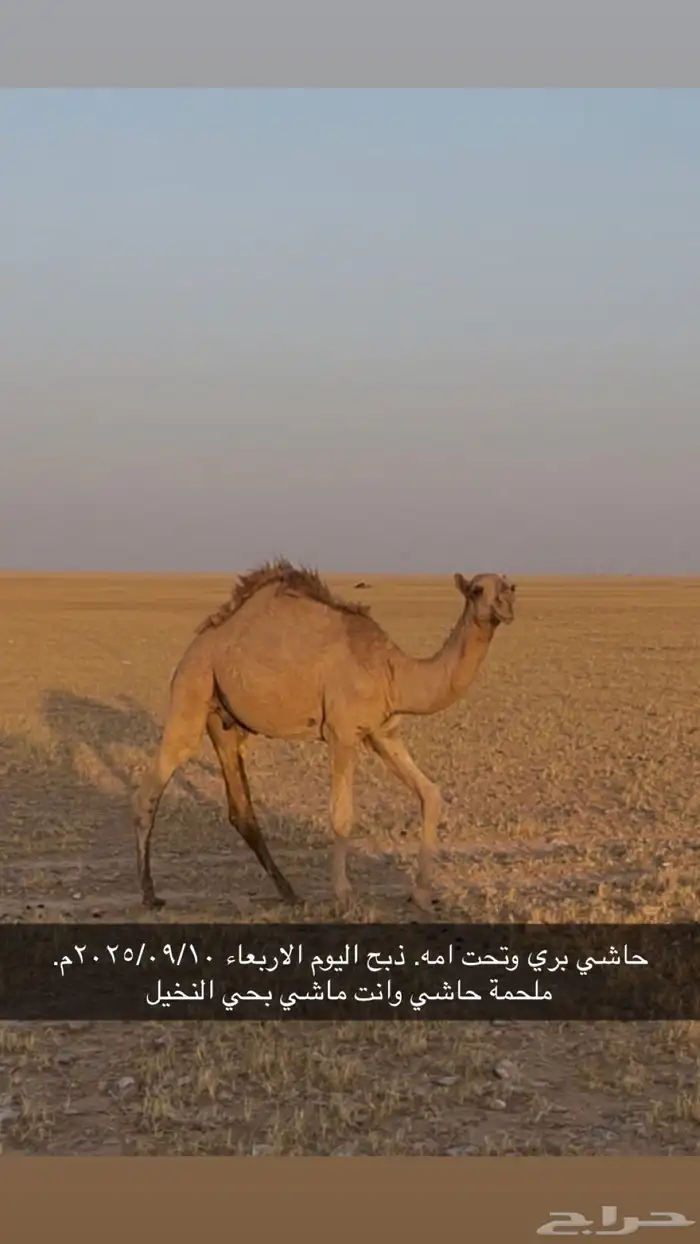 حوار لباني وبري. موجود بالملحمة 0
