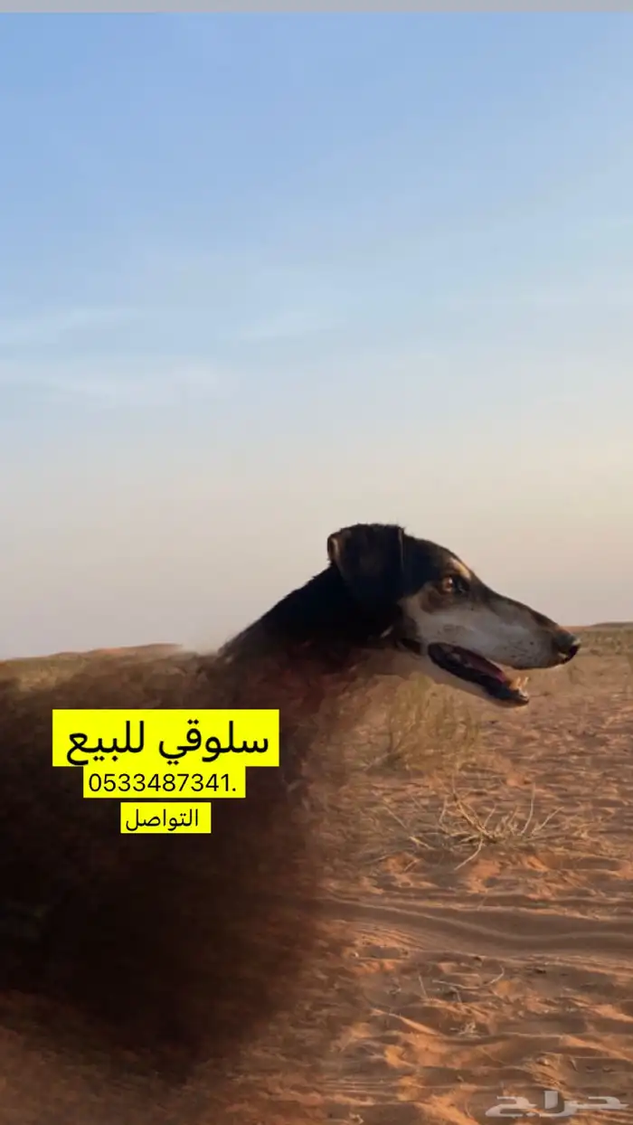 سلوقي للبيع 0