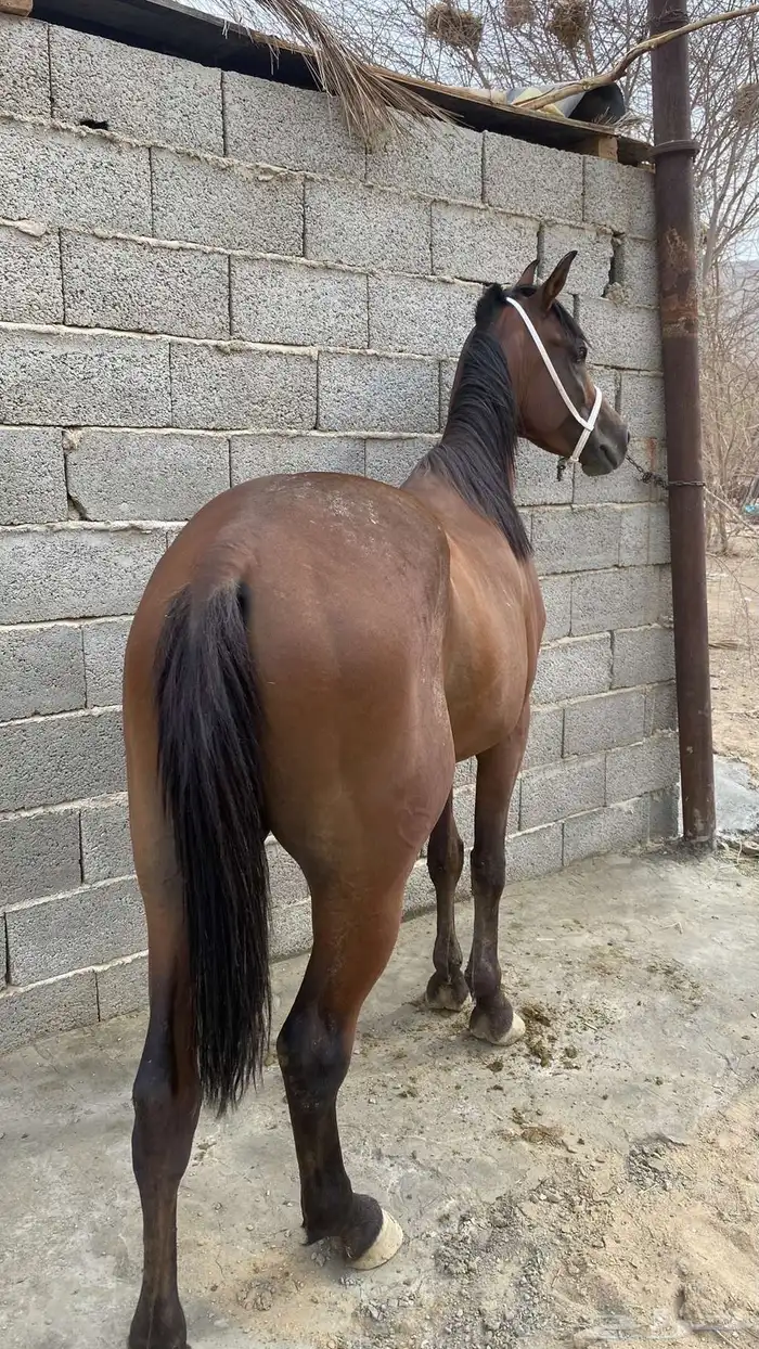 خيل شعبي اللبيع 3500 3