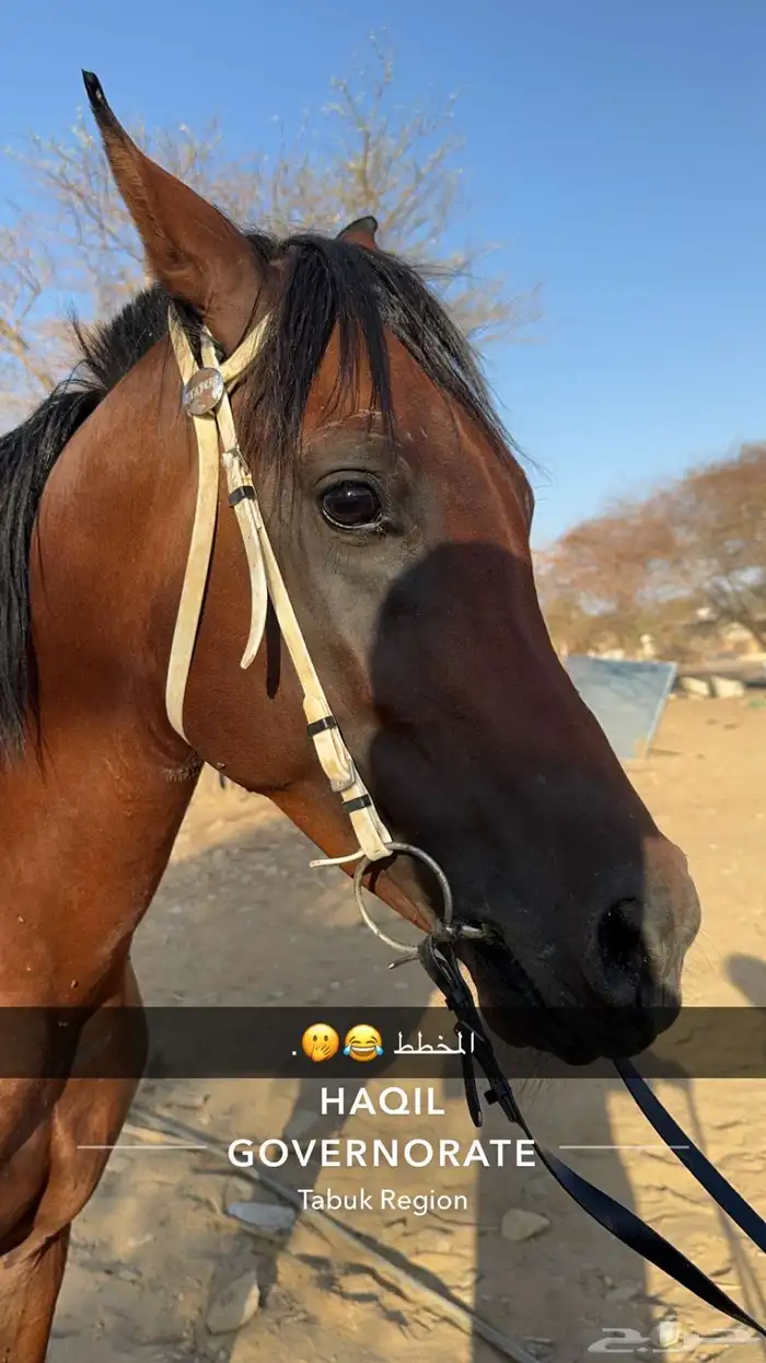 خيل شعبي اللبيع 3500 2