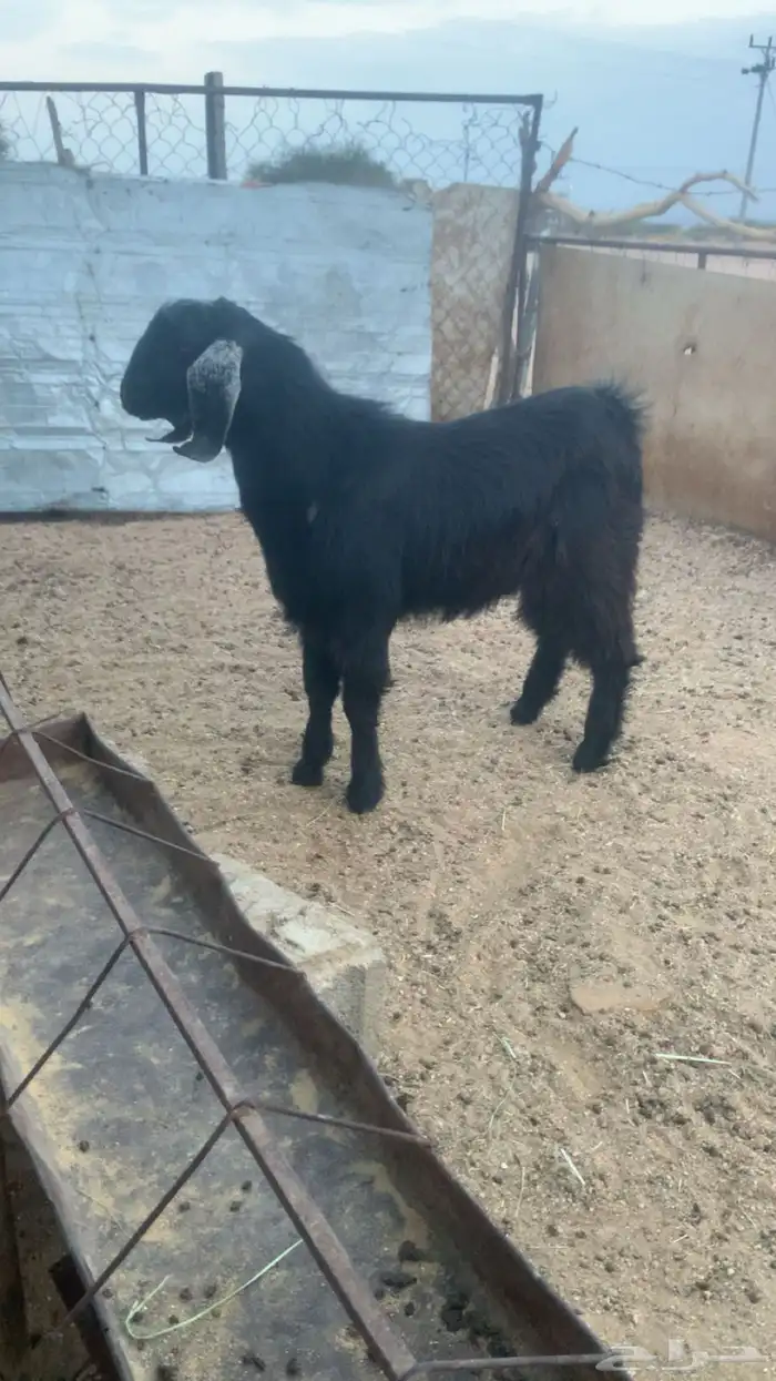 تيس جذع مخصي كفو 0