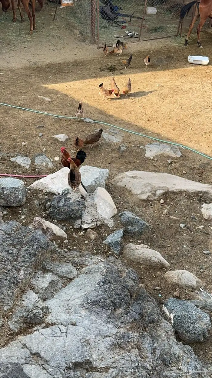 دجاج بلدي 4