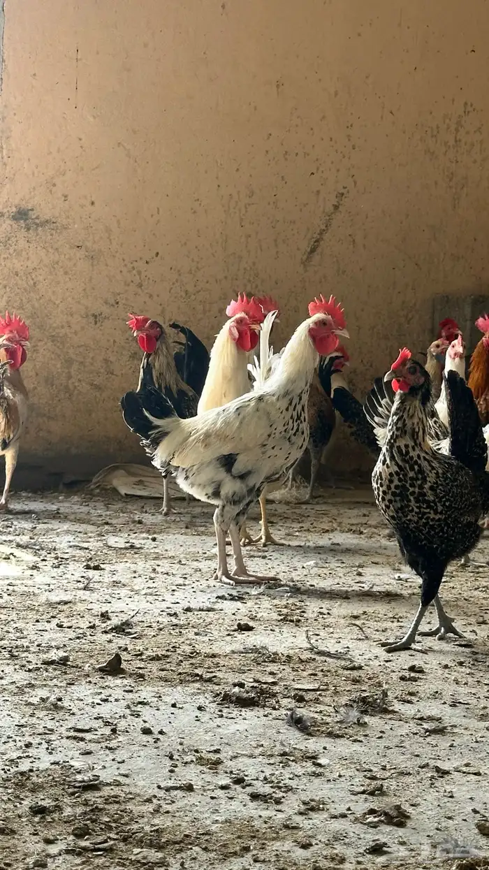 دجاج مشكل عمر بياض 2
