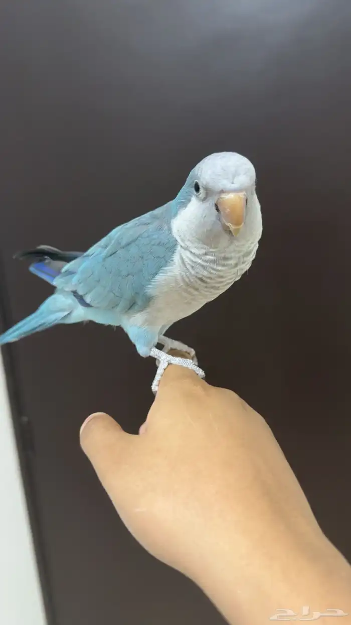 كويكر ازرق اليف ( تم البيع خارج حراج الله يبارك له ) 3