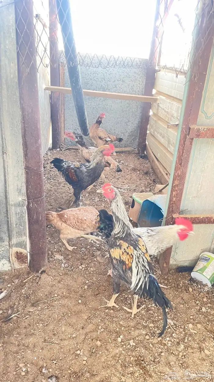 يوجد دجاج بلدي وباكستان وبط و وز و رومي 12
