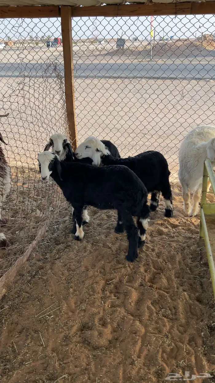 ذبايح حريات و نجد ونعيم 2