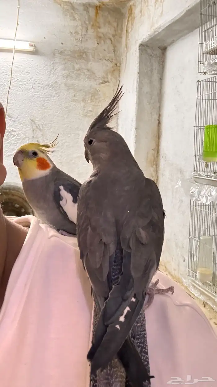 كروان زوج اليف (مباع) 1