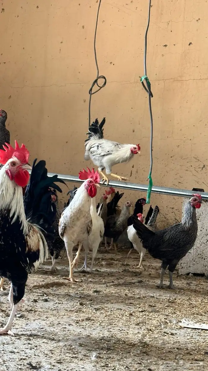 دجاج مشكل عمر بياض 1