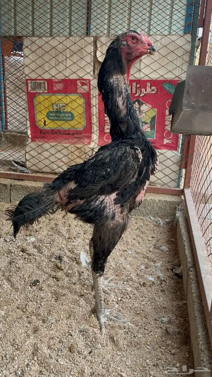 دجاجه شامو الماني كوبرا تم البيع 2
