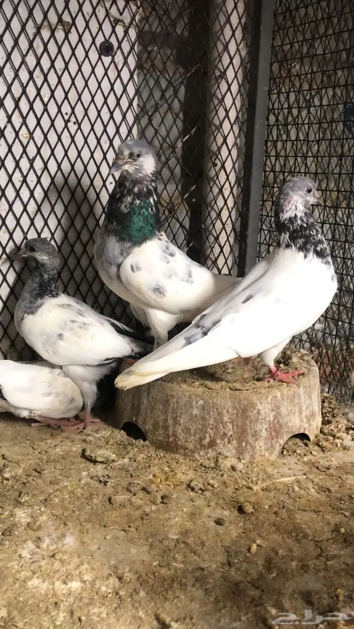 حمام باكستاني 0