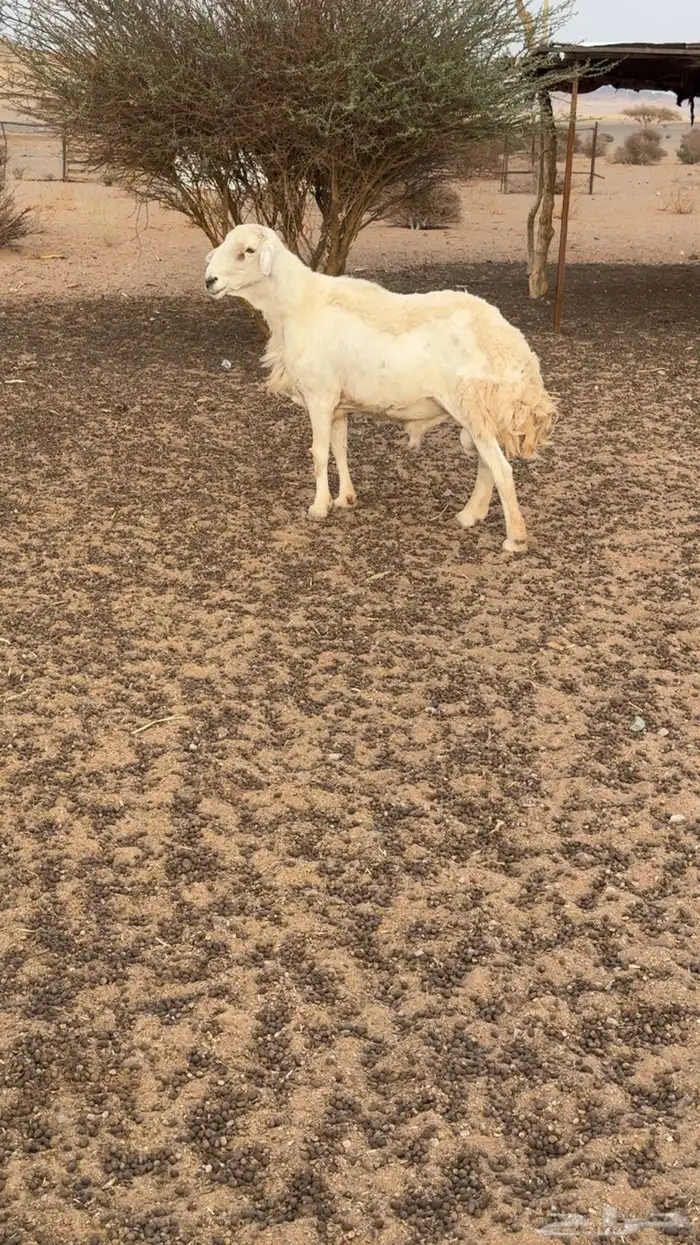 فحل صنف مشروط 2