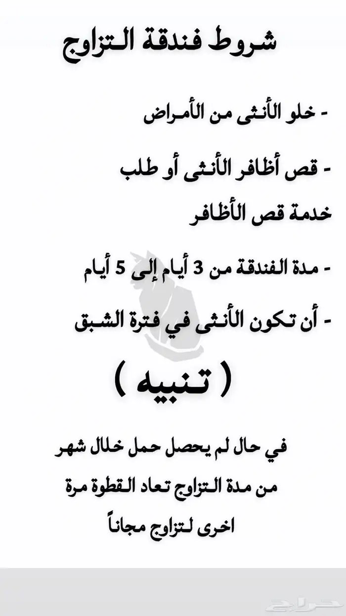 فندقة قطط الخفجي 1