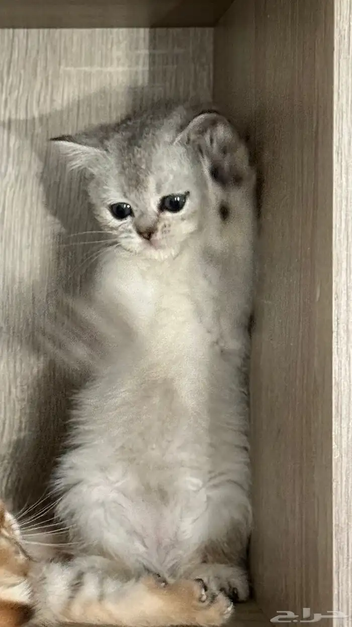 سكوتش ستريت انثى شهرين ونص 2