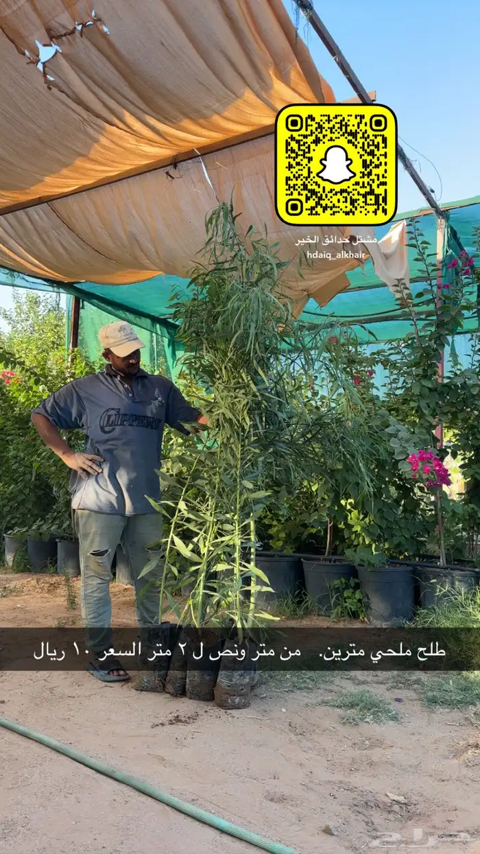طلح ملحي 2 متر ب 10 1