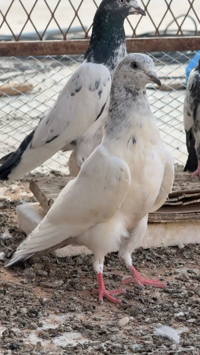 حمام باكستاني Top 3