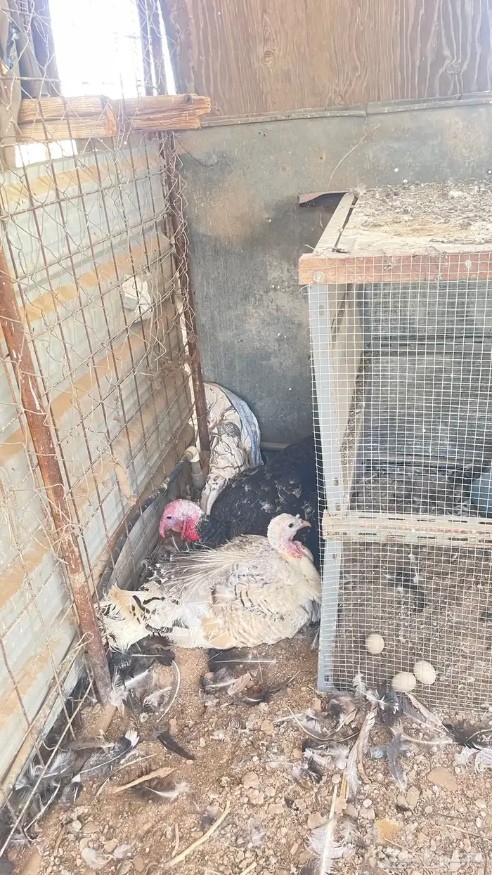 يوجد دجاج بلدي وباكستان وبط و وز و رومي 11