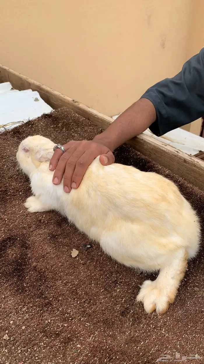 ارانب فرنسيه كفو للبيع 3
