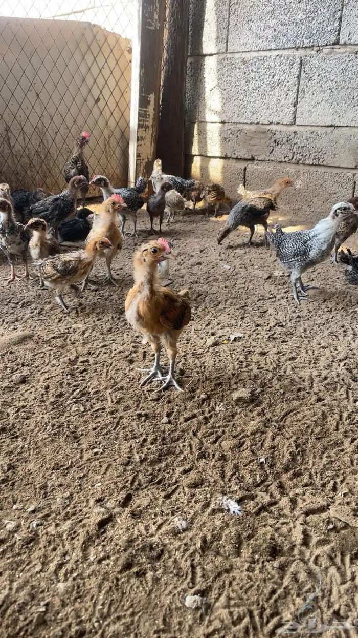 صيصان فروح دجاج بلدي 2