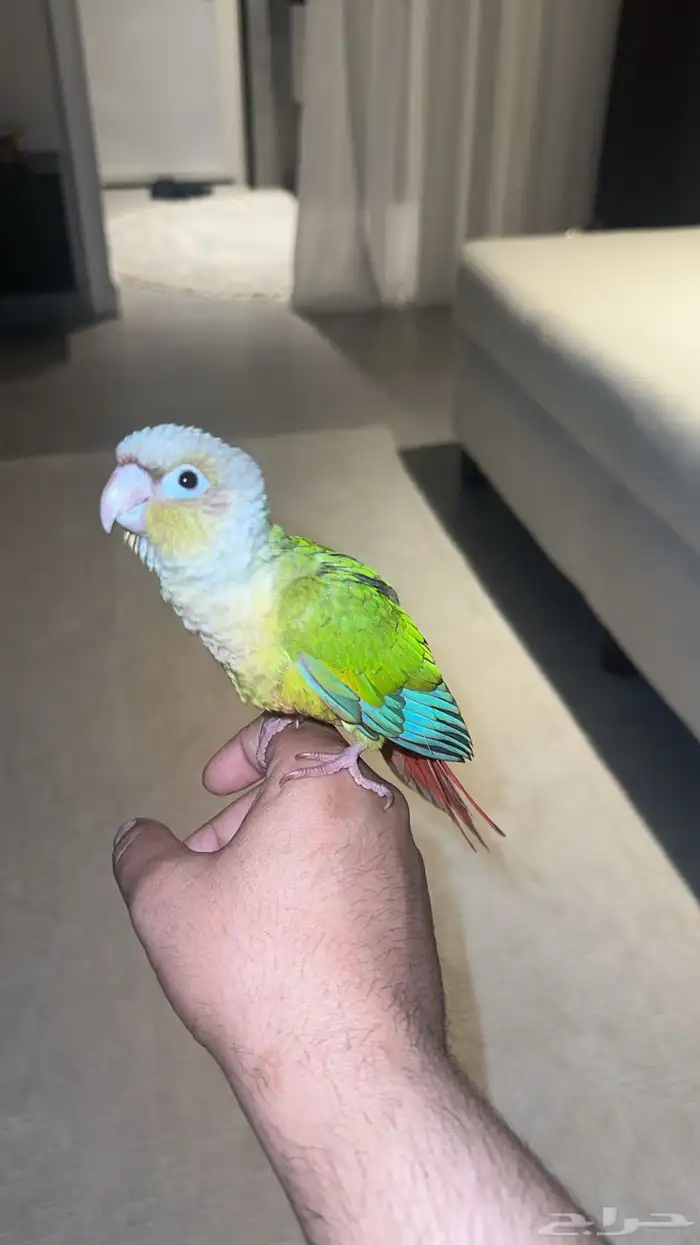 فرخ كنيوور 3