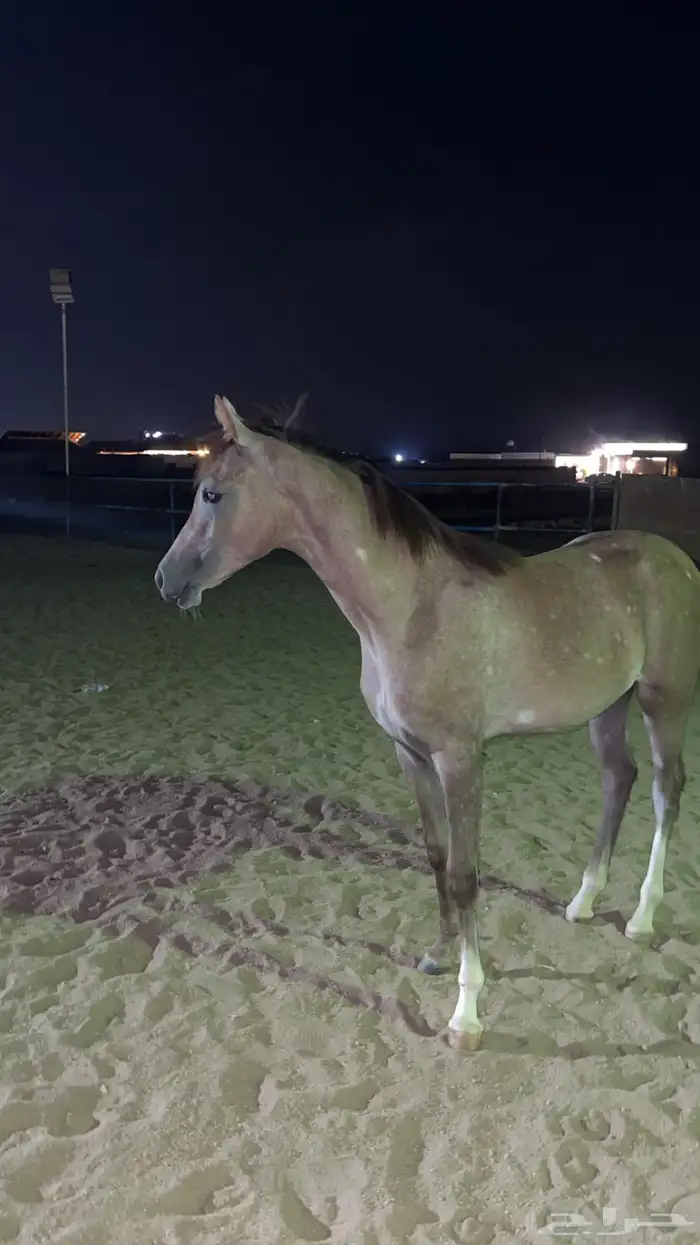 مهره شعبيه 2