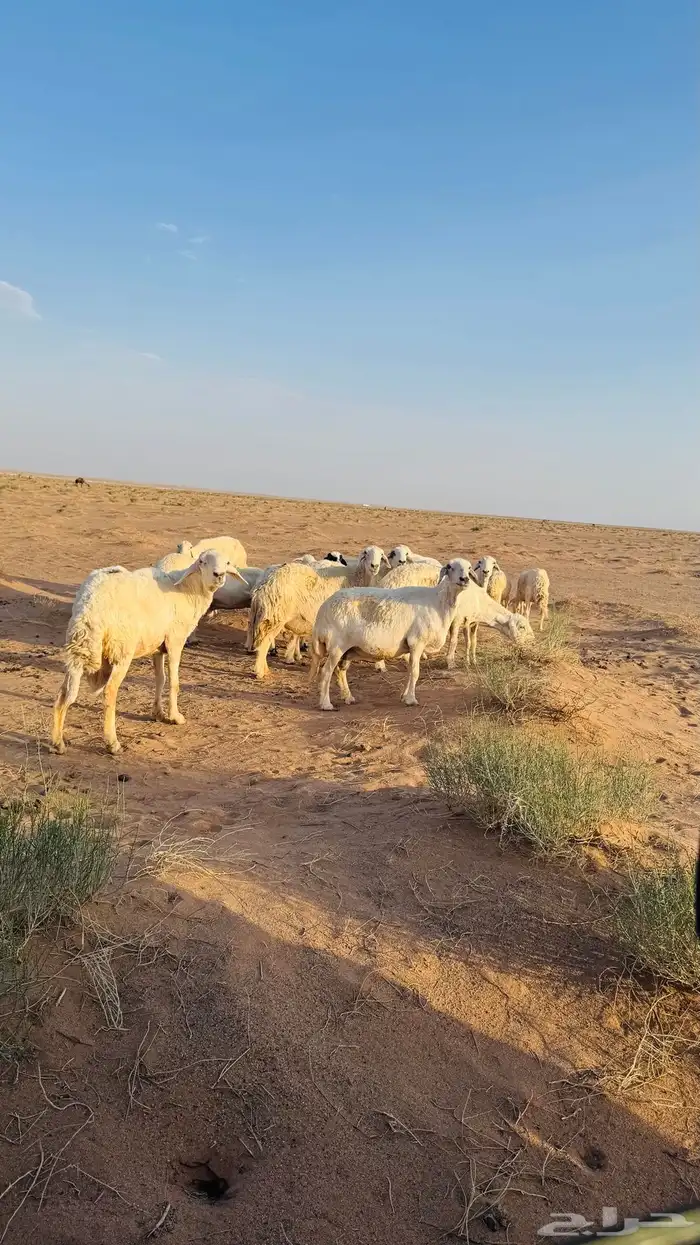 غنم مضاريع العدد 14 0
