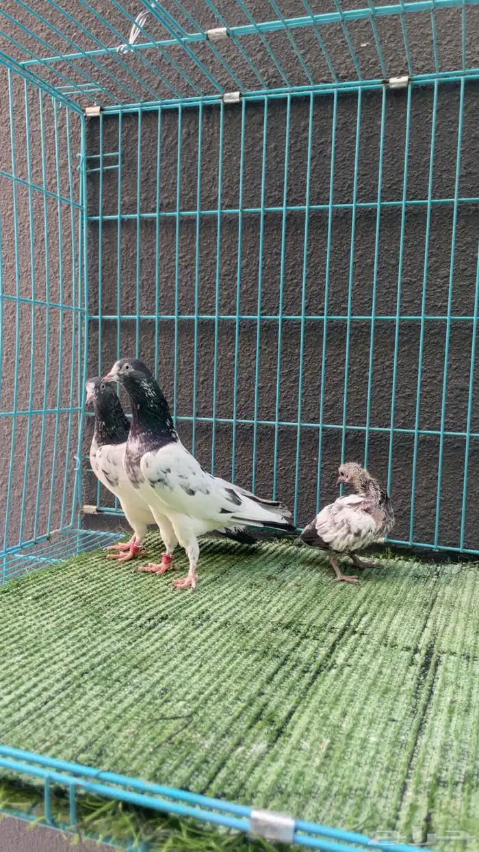 حمام باكستاني 0